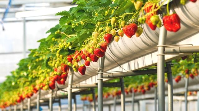 Izu Rainy Day Attractions Izu Fruit Park