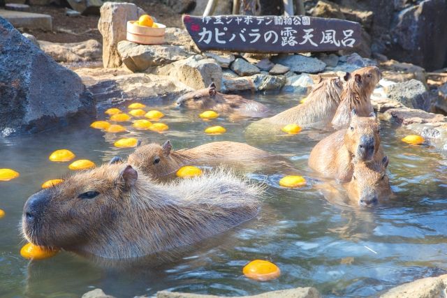 伊豆シャボテン動物公園 名物「元祖カピバラ露天風呂」