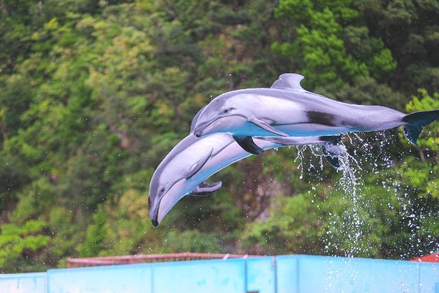 下田海中水族館 イルカ