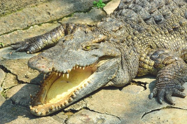 伊豆 子連れ 観光スポット 熱川バナナワニ園 ワニ