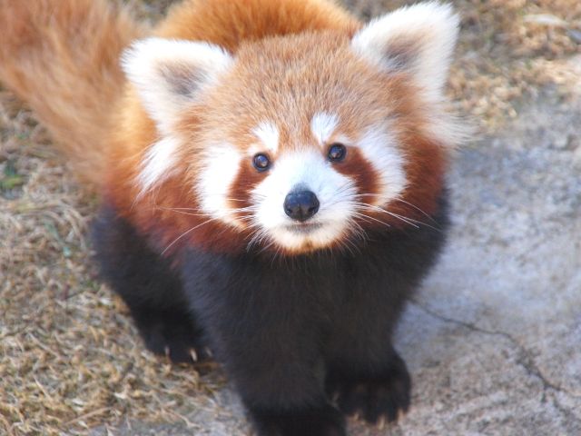 伊豆 熱川バナナワニ園 レッサーパンダ