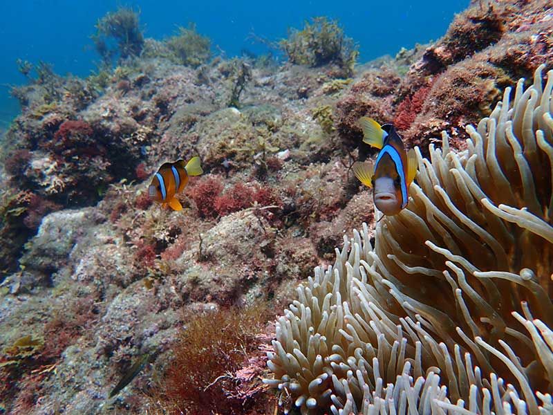 When is the Izu snorkeling season? A thorough introduction to popular and secret spots and recommended experience tours!