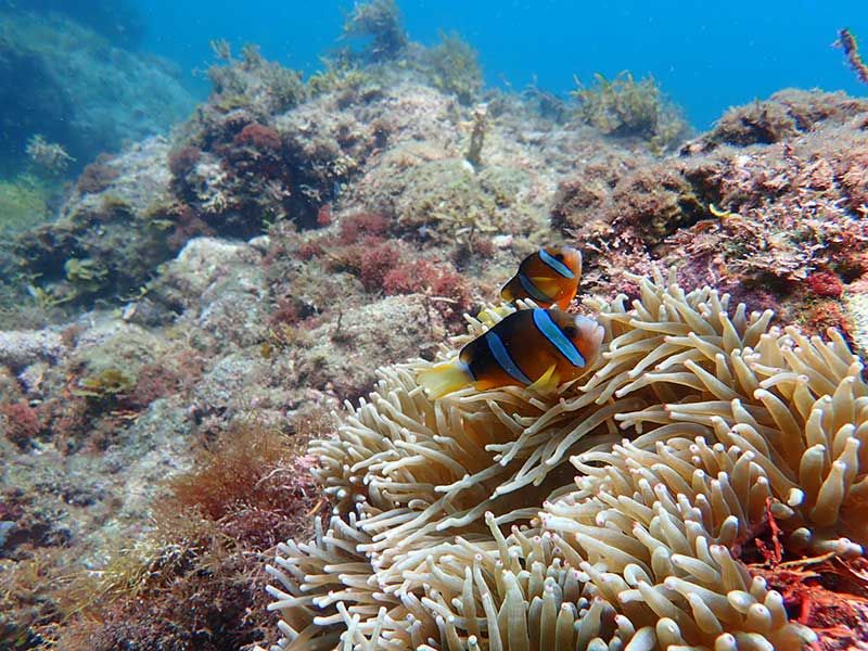 When is the Izu snorkeling season? A thorough introduction to popular and secret spots and recommended experience tours!