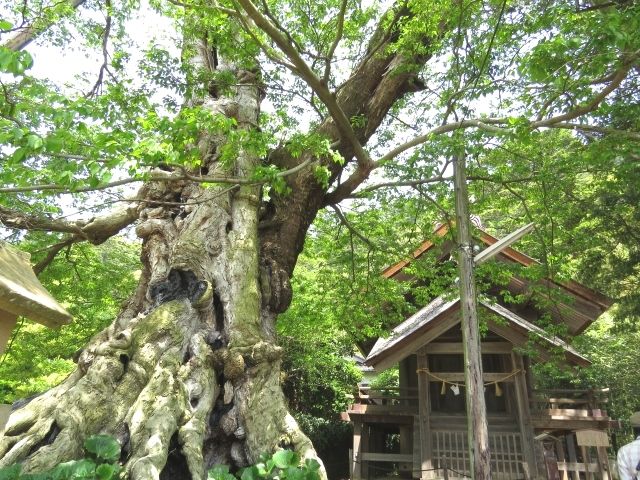 Izumo Taisha Shrine, Meishu Shrine (Kintama Inochinurushi Shrine)