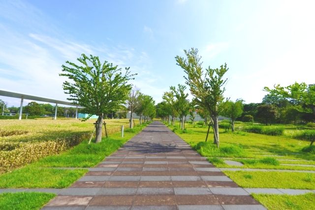 “ถนนต้นคัตสึระ” ที่พิพิธภัณฑ์ประวัติศาสตร์อิซูโมะโบราณจังหวัดชิมาเนะ