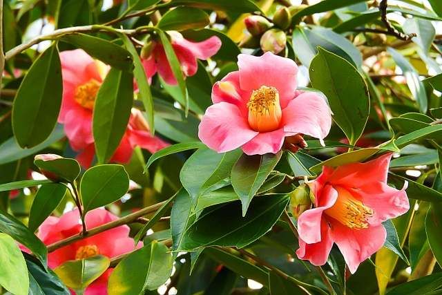 12 Recommended Sightseeing Spots in Izu Oshima! Popular Tour & Gourmand Special Feature / Specialty Camellia