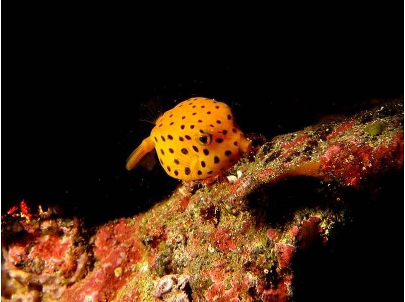 Recommended experience / activity diving in Izu Oshima