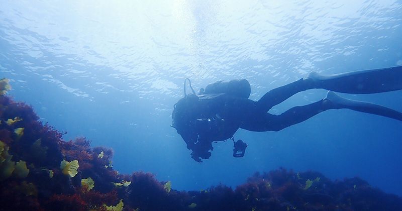 Izu Oshima diving feature! Introducing recommended diving shops and popular experience tour rankings!