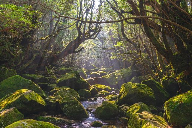 冬でも暖かい日本の旅行先　鹿児島　屋久島　白谷雲水峡