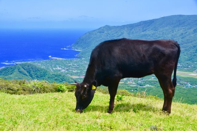 冬でも暖かい日本の旅行先　東京　八丈島　ふれあい牧場