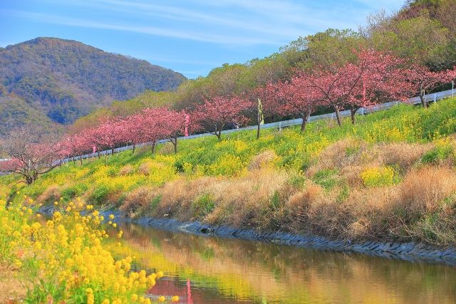 冬でも暖かい日本の旅行先　千葉　南房総　保田川　頼朝桜まつり　河津桜