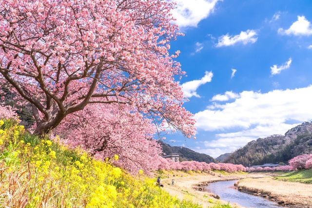 冬でも暖かい日本の旅行先　静岡　伊豆　満開の河津桜