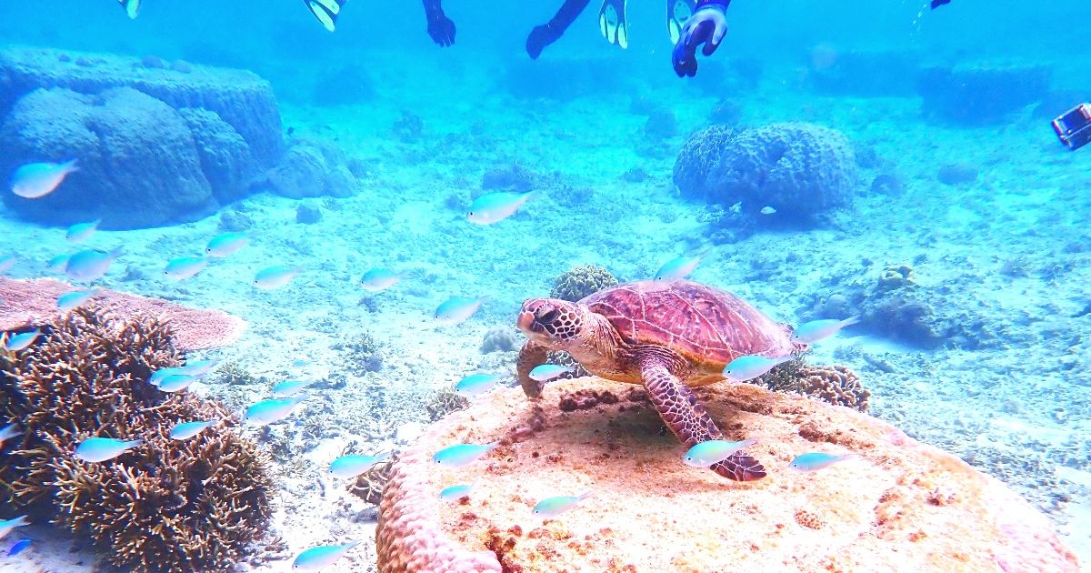 约翰曼海滩推荐浮潜行程 | 有停车场和淋浴吗？的图像