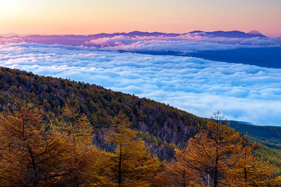 Joshinetsu Highlands National Park, sightseeing spots, leisure, Takamine Highlands, sea of ​​clouds, dawn, autumn, autumn leaves, larch yellow leaves