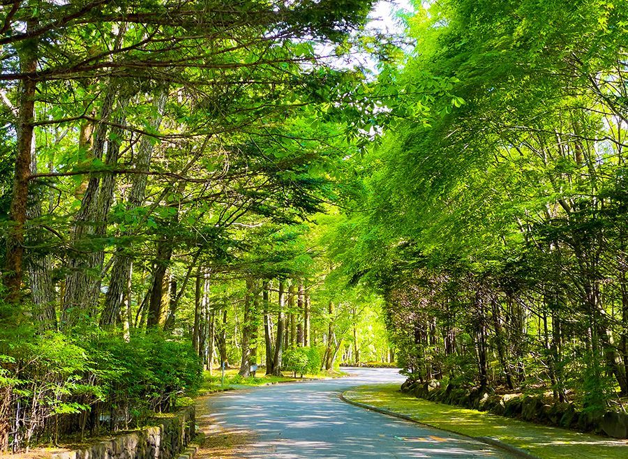 上信越高原国立公園　観光スポット　遊び　レジャー特集　軽井沢　新緑の散歩道　夏　避暑地