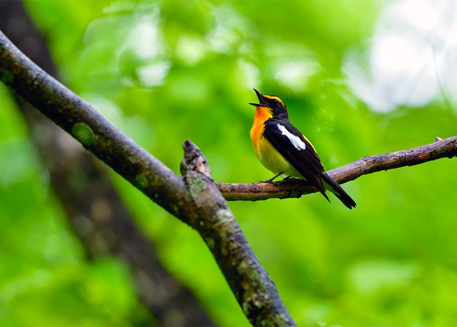 Joshinetsu Kogen National Park Tourist Spots Play Leisure Specials Karuizawa Karuizawa Wild Bird Forest About 80 species of birds live Nature Observation Bird Watching Small Birds Narcissus Flycatcher