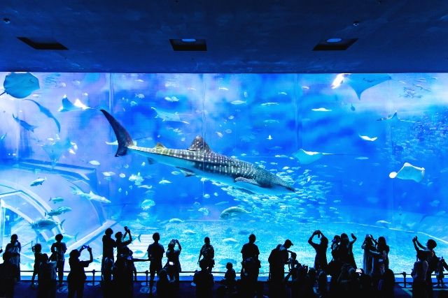 冲绳美丽海水族馆