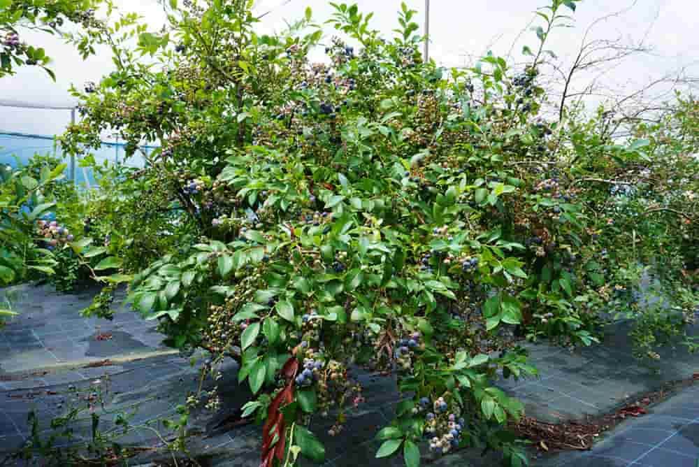 和歌山 海南 中西農園 でブルーベリー狩り 初体験 アクティビティジャパン