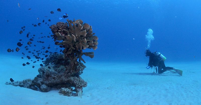 List of diving shops on Kakeroma Island | A thorough introduction to recommended spots and popular experience tours!