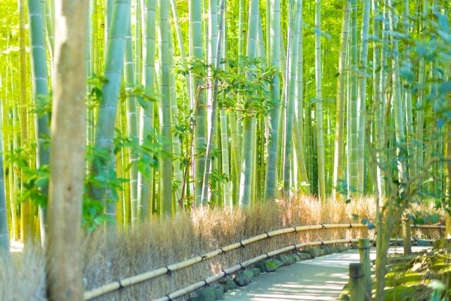 Hokokuji Temple/Bamboo Garden