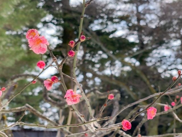 金澤冬天兼六園梅樹