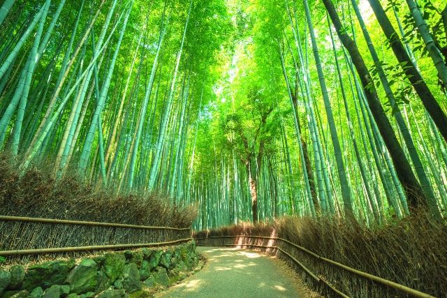 関西・京都　日帰り旅行　女子旅　嵐山「竹林の小径」