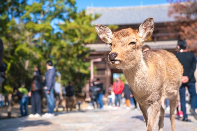 関西・奈良　日帰り旅行　女子旅　奈良公園のシカ