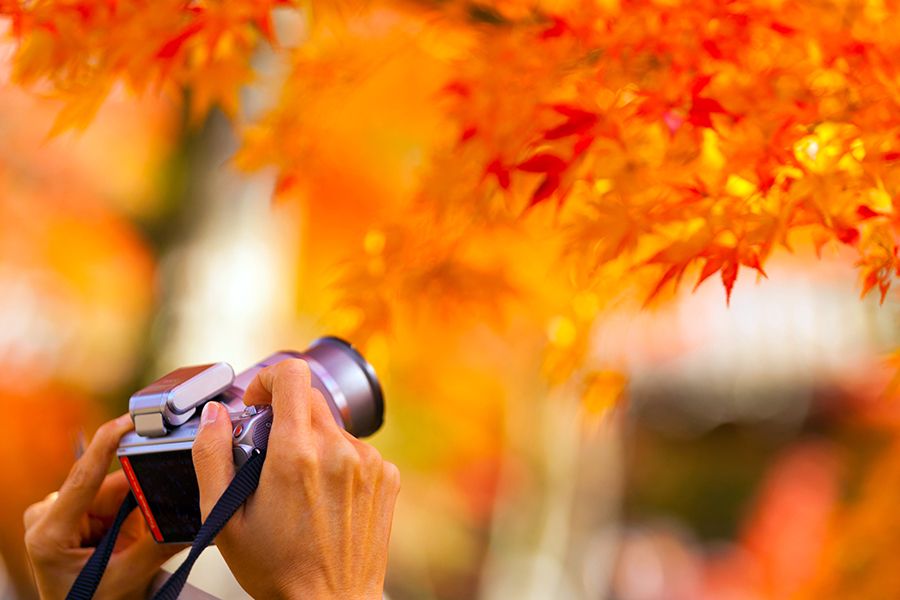 秋天的旅游景点 京都东福寺 红叶名胜 通天桥 人们拍摄美丽的红叶 相机 红叶