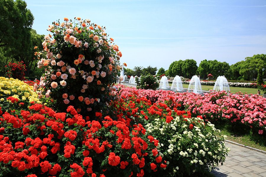 秋季旅游景点 兵库县 神户市须磨离宫公园 皇家贵族玫瑰园 约 180 种玫瑰盛开