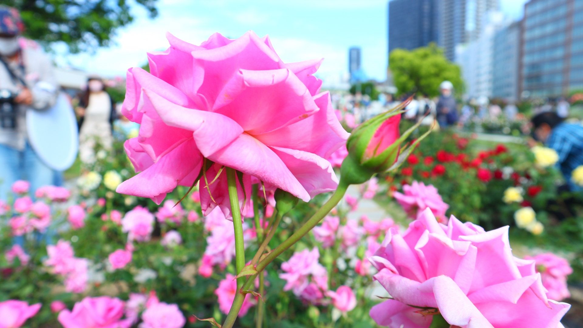 秋季旅游景点 大阪中之岛公园 办公区的绿洲 中央公共大厅 大阪府立中之岛图书馆 美丽的玫瑰