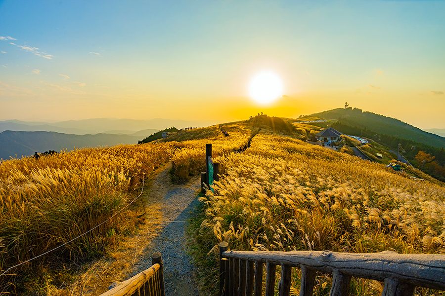 秋　観光スポット　和歌山　生石高原　草原　ハイキングスポット　ススキの名所　金色の幻想的な景色