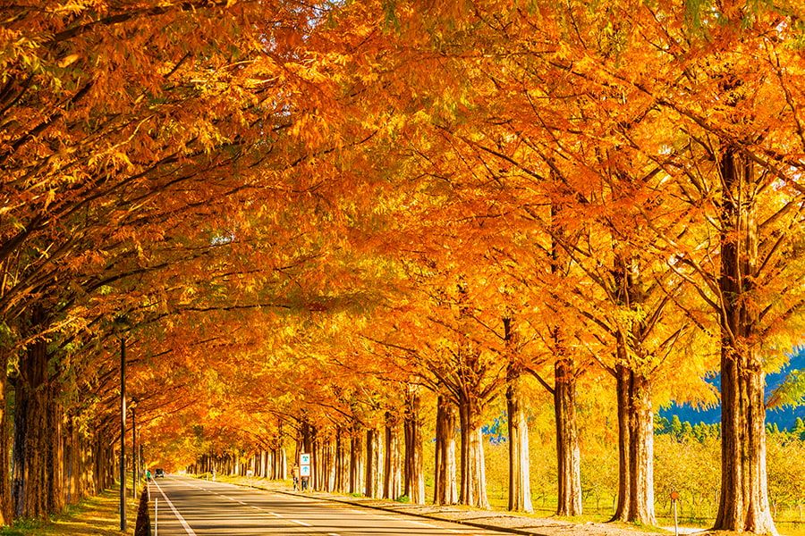 秋季旅游景点 滋贺县 水杉林荫道 红叶呈砖红色 通往牧野高原的引道 全长：2.4公里 约500棵水杉