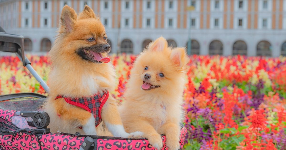 関西でペットとお出かけ！愛犬と楽しむ日帰り＆人気スポット9選