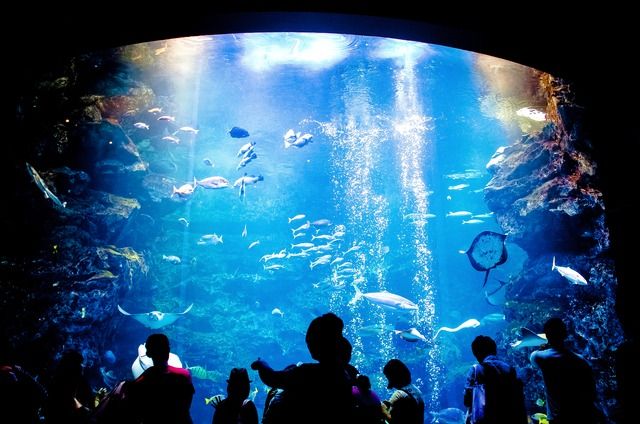 Kyoto Aquarium/Kyoto