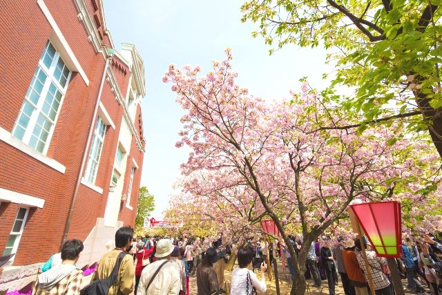 오사카 조폐국 벚꽃길을 빠져