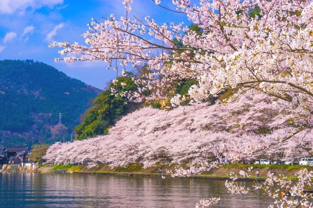 滋賀、海津大崎の桜