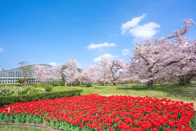 京都府立植物園のチューリップと桜