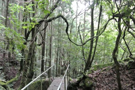 關西　健行　初学者におすすめ的壯觀的景色ツアー　初学者向け　和歌山　田辺　百間渓谷　熊野リトリート