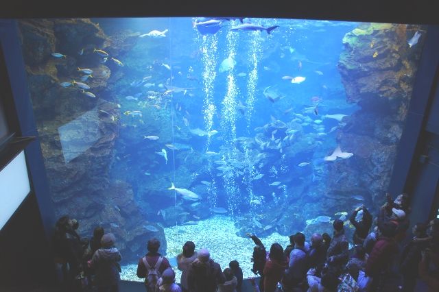 京都水族館