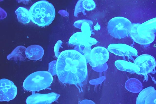 Jellyfish swimming at Kyoto Aquarium