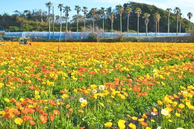 Tateyama Poppy Field