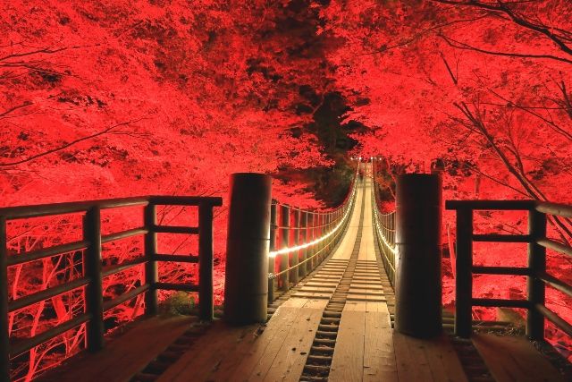 茨城　絶景スポット　花貫渓谷　汐見滝吊り橋　紅葉ライトアップ