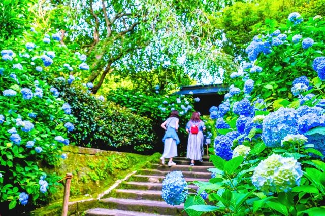 関東絶景スポット　鎌倉　紫陽花　明月院ブルー