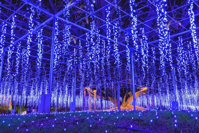 あしかがフラワーパーク　光の花の庭～Flower　Fantasy2025-26　奇蹟の大藤　イルミネーション