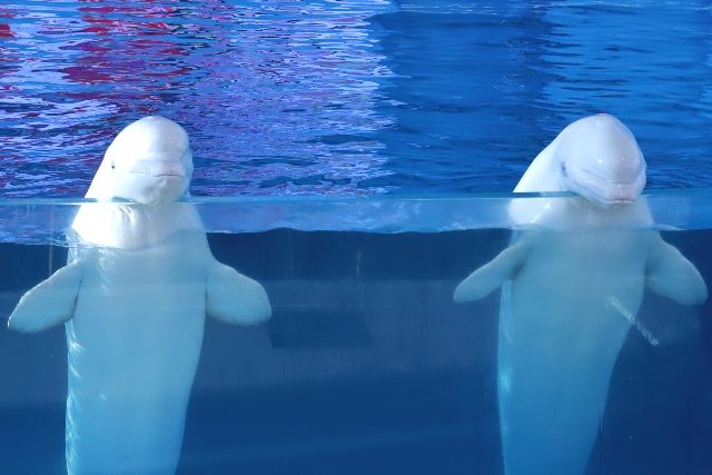 関東　デートスポット　おすすめ　八景島シーパラダイス