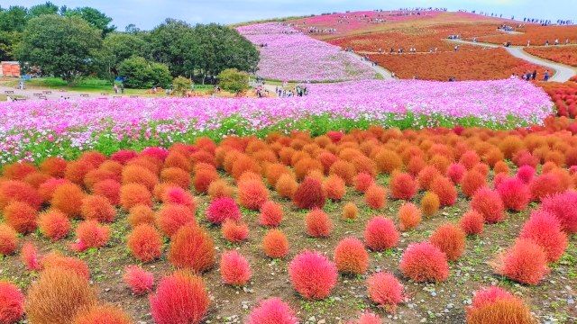 국영 히타치 해변 공원과 코키아