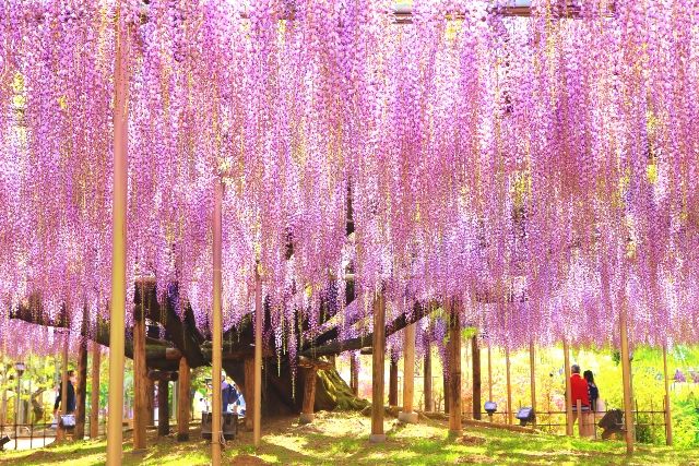 栃木・あしかがフラワーパーク　関東旅行スポット　大藤