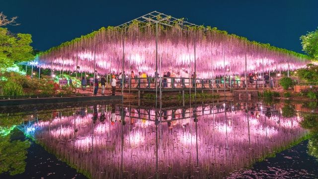 栃木・あしかがフラワーパーク　ライトアップ