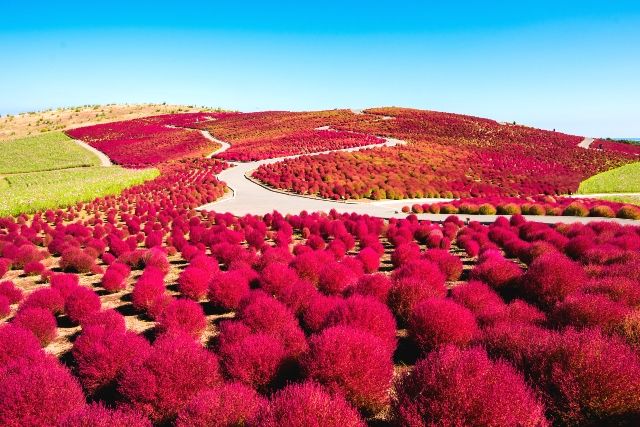 =茨城・国営ひたち海浜公園　秋のコキア　関東旅行スポット