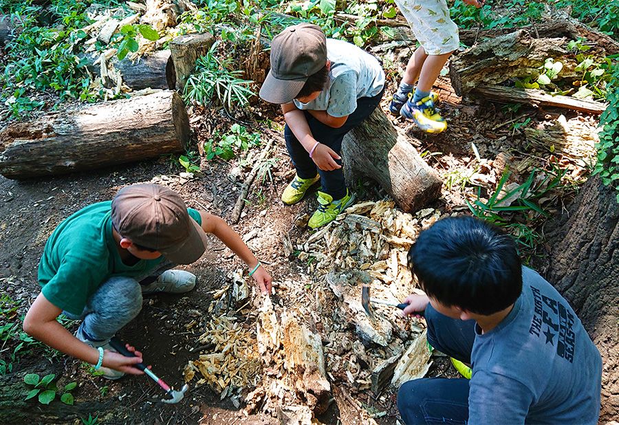 Kanto Outing Recommended for families with children! Children Family Outdoor Spots Tokyo Chofu Insect Collection Guide Rotten Wood Stag Beetle Larva Search Nogawa Nature School